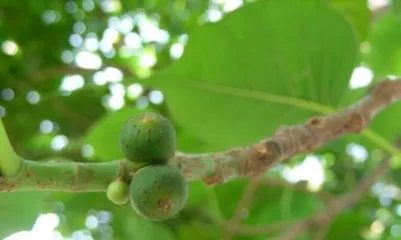 How to Successfully Cultivate a Bodhi Tree (Cultivation Methods and Precautions for Bodhi Trees) 1