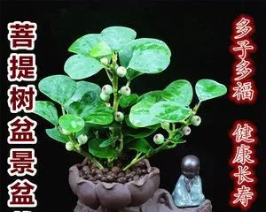 How to Successfully Cultivate a Bodhi Tree (Cultivation Methods and Precautions for Bodhi Trees) 2