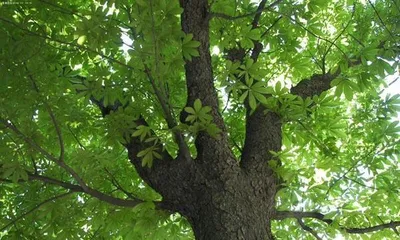 How to Successfully Cultivate a Bodhi Tree (Cultivation Methods and Precautions for Bodhi Trees) 3