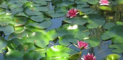 Cultivation and Care Methods for Water Lilies (Secrets to Easily Creating a Beautiful Waterscape) 1