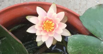 Cultivation and Care Methods for Water Lilies (Secrets to Easily Creating a Beautiful Waterscape) 2