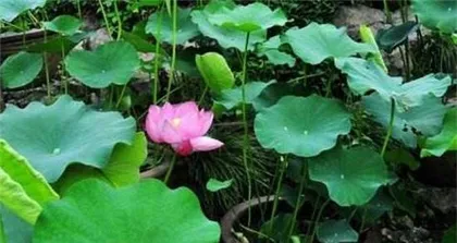 Cultivation and Care Methods for Water Lilies (Secrets to Easily Creating a Beautiful Waterscape) 3