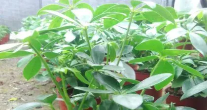 How to Water Schefflera Correctly for Healthy Growth (From watering frequency to water volume control, teaching you to create the perfect plan for Schefflera care!) 1