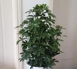 How to Water Schefflera Correctly for Healthy Growth (From watering frequency to water volume control, teaching you to create the perfect plan for Schefflera care!) 2
