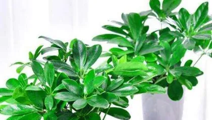 How to Water Schefflera Correctly for Healthy Growth (From watering frequency to water volume control, teaching you to create the perfect plan for Schefflera care!) 3