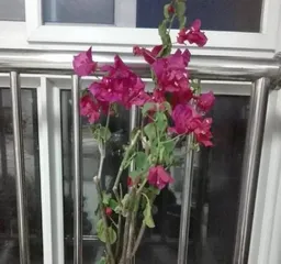 三角梅盆栽的选择和养护（了解三角梅盆栽的成长规律，为你的盆栽添上色彩）1