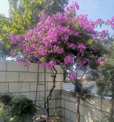 三角梅盆栽的选择和养护（了解三角梅盆栽的成长规律，为你的盆栽添上色彩）2