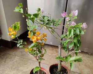 三角梅盆栽的选择和养护（了解三角梅盆栽的成长规律，为你的盆栽添上色彩）3