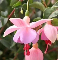 Fuchsia Care Tips (Water once a week, the key is moderation) 1