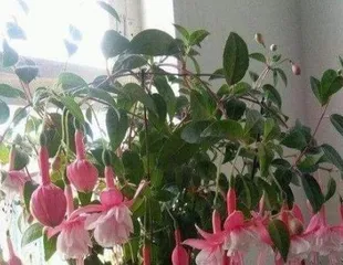 Fuchsia Care Tips (Water once a week, the key is moderation) 2