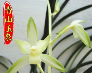 Benefits of Orchids in the Bedroom (The Secret to Fresh Indoor Air and How to Care for Orchids) 1