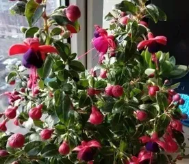 Fuchsia Care Tips (Water once a week, the key is moderation) 3