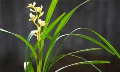 Benefits of Orchids in the Bedroom (The Secret to Fresh Indoor Air and How to Care for Orchids) 2