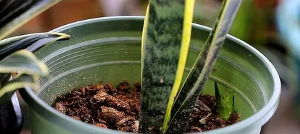 Complete Guide to Winter Care for Snake Plant (Maintain Temperature, Increase Light, Water Scientifically, Help Snake Plant Get Through Winter) 1