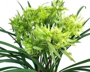 Benefits of Orchids in the Bedroom (The Secret to Fresh Indoor Air and How to Care for Orchids) 3