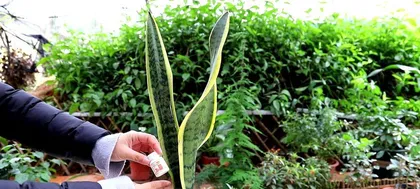 Complete Guide to Winter Care for Snake Plant (Maintain Temperature, Increase Light, Water Scientifically, Help Snake Plant Get Through Winter) 2
