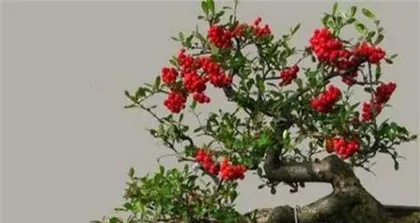 火棘盆景栽培技术全攻略（打造独具特色的火棘盆景/火棘盆景养护技巧/火棘盆景栽培秘籍）1