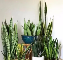 Complete Guide to Winter Care for Snake Plant (Maintain Temperature, Increase Light, Water Scientifically, Help Snake Plant Get Through Winter) 3