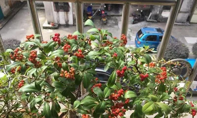 火棘盆景栽培技术全攻略（打造独具特色的火棘盆景/火棘盆景养护技巧/火棘盆景栽培秘籍）2