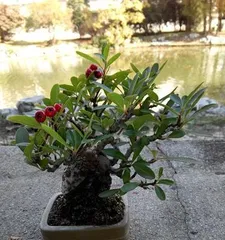 火棘盆景栽培技术全攻略（打造独具特色的火棘盆景/火棘盆景养护技巧/火棘盆景栽培秘籍）3