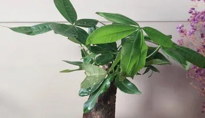 Can you water the Money Tree with ferrous sulfate? (Learn about Money Tree care methods.) 1