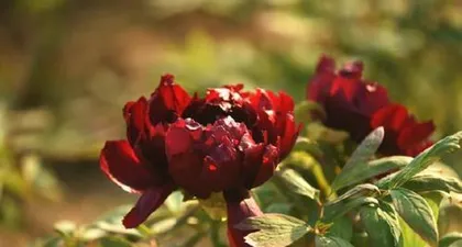 Can you water the Money Tree with ferrous sulfate? (Learn about Money Tree care methods.) 2