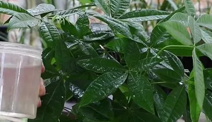 Can you water the Money Tree with ferrous sulfate? (Learn about Money Tree care methods.) 3