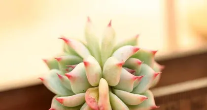 吉娃多肉养护技巧（打造精致多肉造型，让你的吉娃多肉更美观）1