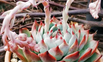 吉娃多肉养护技巧（打造精致多肉造型，让你的吉娃多肉更美观）2