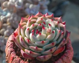 吉娃多肉养护技巧（打造精致多肉造型，让你的吉娃多肉更美观）3