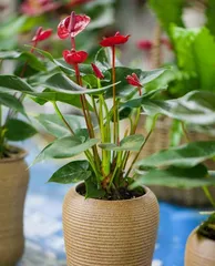 欣赏喜阳花卉，如何选择适合自家的植物（探究喜阳种类花卉的特点和养护技巧）1