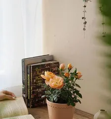 欣赏喜阳花卉，如何选择适合自家的植物（探究喜阳种类花卉的特点和养护技巧）2