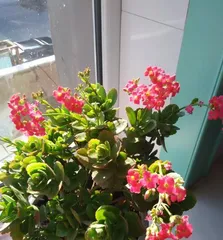 欣赏喜阳花卉，如何选择适合自家的植物（探究喜阳种类花卉的特点和养护技巧）3