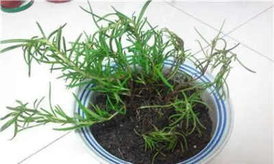 Growing Rosemary at Home to Attract Wealth and Prosperity (Feng Shui Benefits and Care Tips) 1