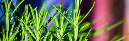 Growing Rosemary at Home to Attract Wealth and Prosperity (Feng Shui Benefits and Care Tips) 2