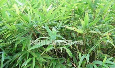 Growing Rosemary at Home to Attract Wealth and Prosperity (Feng Shui Benefits and Care Tips) 3