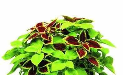 Coleus (Is it toxic? Indoor care considerations) 1