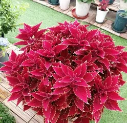 Coleus (Is it toxic? Indoor care considerations) 2