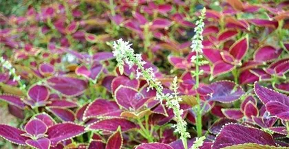Coleus (Is it toxic? Indoor care considerations) 3