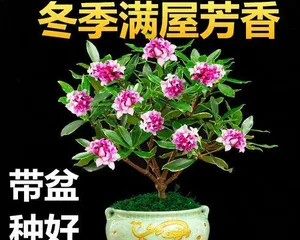 Northern Home Flower Care Guide (Create a Green Home, Make Life Better) 3