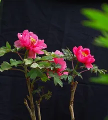 How to properly care for peony trees (understand the cultivation methods and precautions for peony trees to make the flowers bloom more beautifully)1