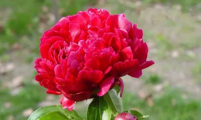 How to properly care for peony trees (understand the cultivation methods and precautions for peony trees to make the flowers bloom more beautifully)2