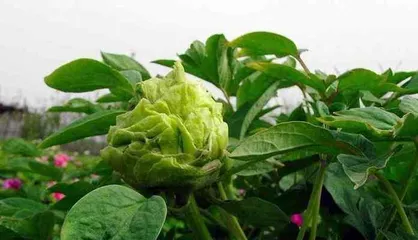 How to properly care for peony trees (understand the cultivation methods and precautions for peony trees to make the flowers bloom more beautifully)3