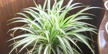 Growing Spider Plants Indoors (Are Spider Plants Toxic? How to Care for Them Correctly?) 1