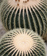 Exploring the Wonderful Journey of Cacti (Understanding the Types, Characteristics, and Care Methods of Cacti) 1