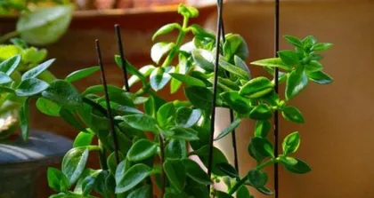 Growing Spider Plants Indoors (Are Spider Plants Toxic? How to Care for Them Correctly?) 2