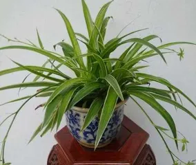Growing Spider Plants Indoors (Are Spider Plants Toxic? How to Care for Them Correctly?) 3