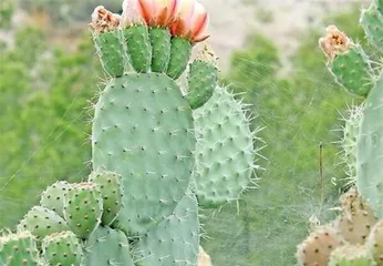 Exploring the Wonderful Journey of Cacti (Understanding the Types, Characteristics, and Care Methods of Cacti) 2