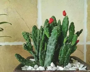 Exploring the Wonderful Journey of Cacti (Understanding the Types, Characteristics, and Care Methods of Cacti) 3