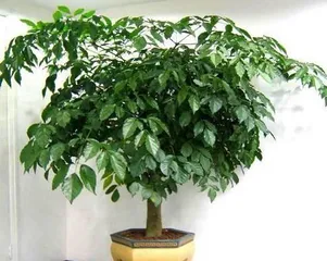 适合在家里种植的树（15种简单易养的家用树种推荐）1